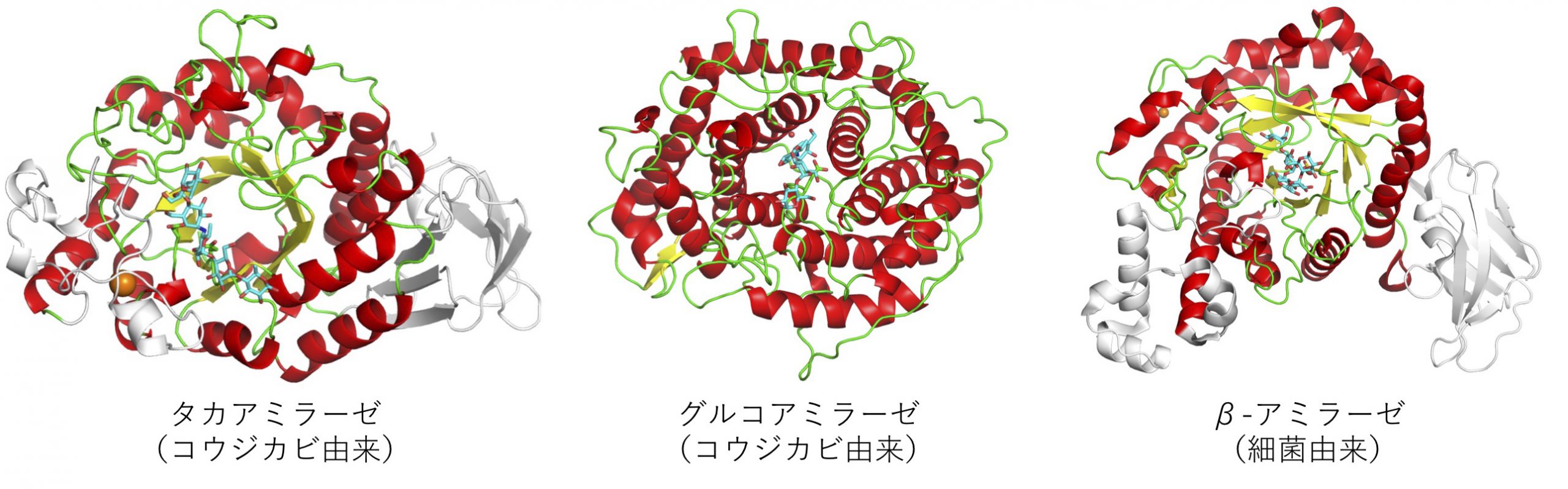 澱粉をこわす酵素はどんなかたちをしているのか？ – 日本応用糖質科学会